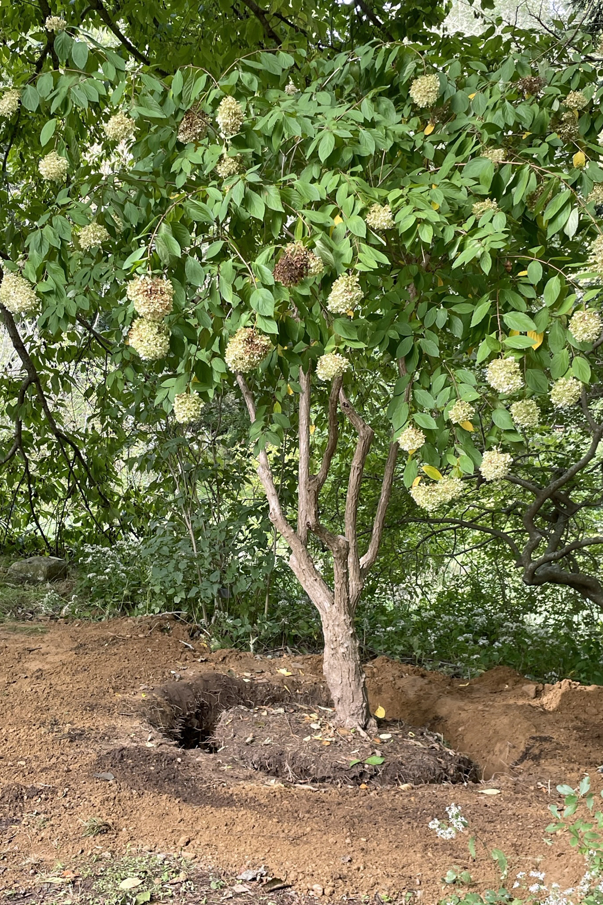 hydrangea paniculata grandiflora tree