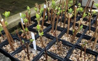 News & Blog - Propagating plants