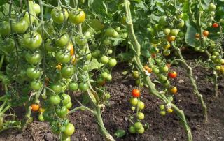News & Blog - Tomato Plants