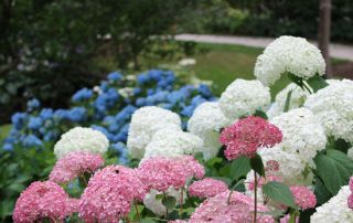 Red White and Blue Hydrangeas