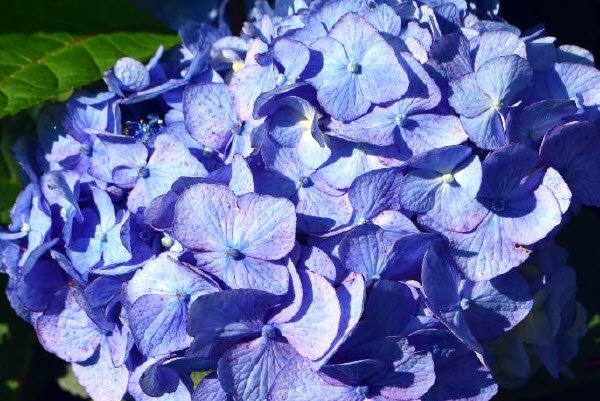 Hydrangea Test Garden