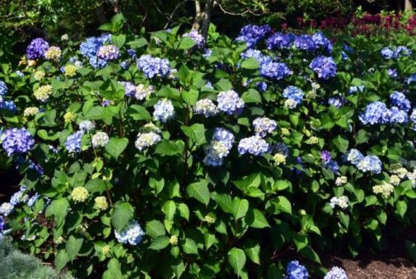 Hydrangea Test Garden