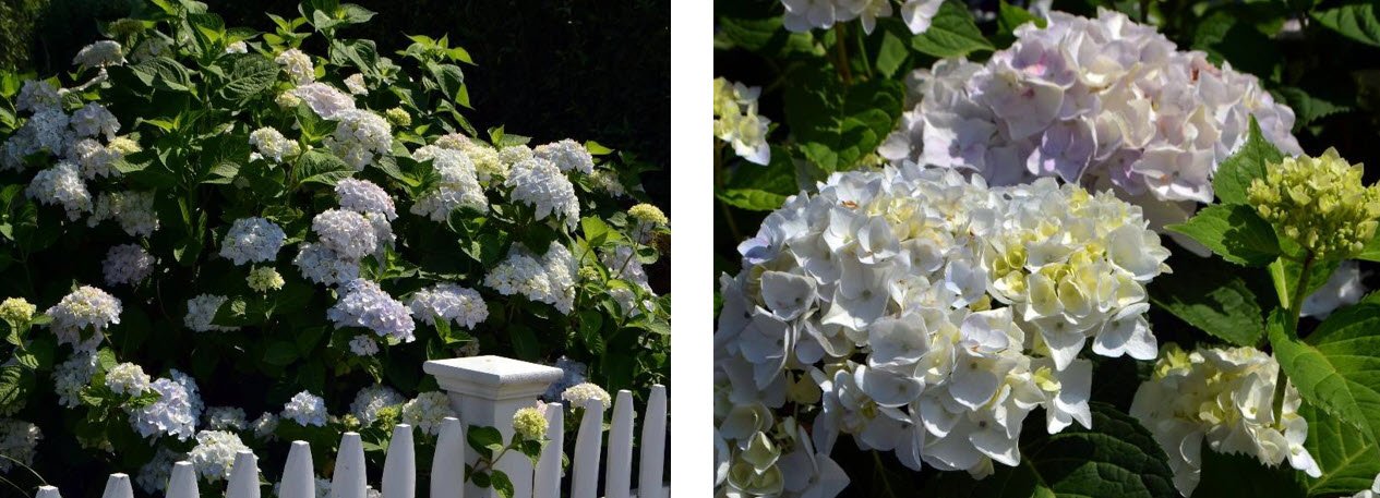 Hydrangea Test Garden