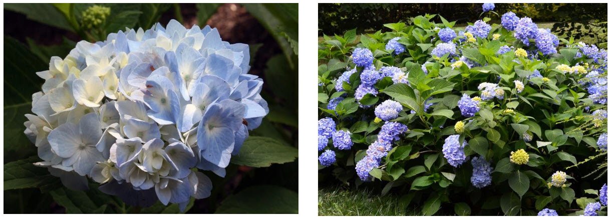 Hydrangea Test Garden