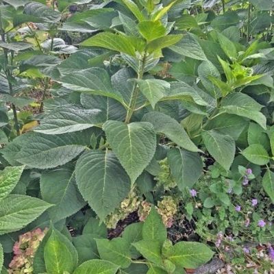 Hydrangea Macrophylla – Blushing Bride - Heritage Museums & Gardens