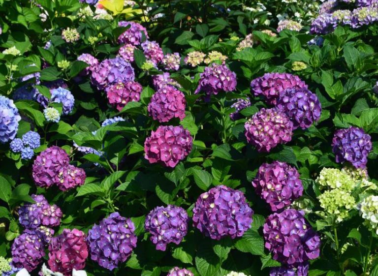 Hydrangea Macrophylla – Summer Crush | Heritage Museums & Gardens