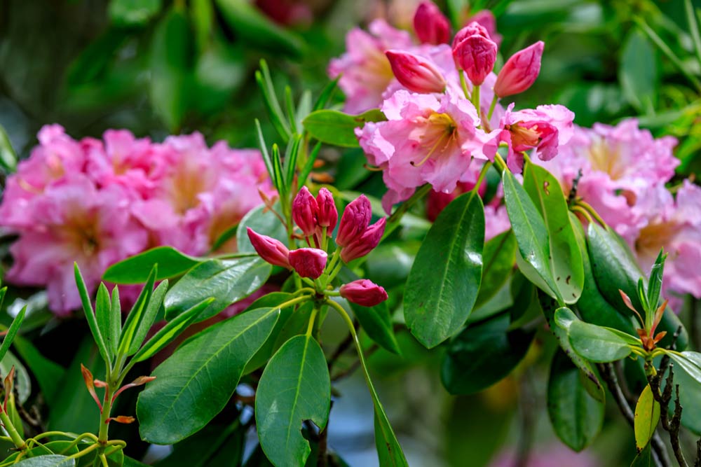 Rhododendron Festival Daily Admissions Heritage Museums & Gardens