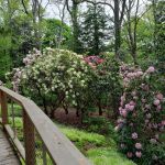 Rhododendrons walkway