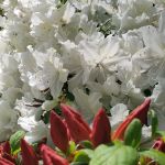 Rhododendron White and red