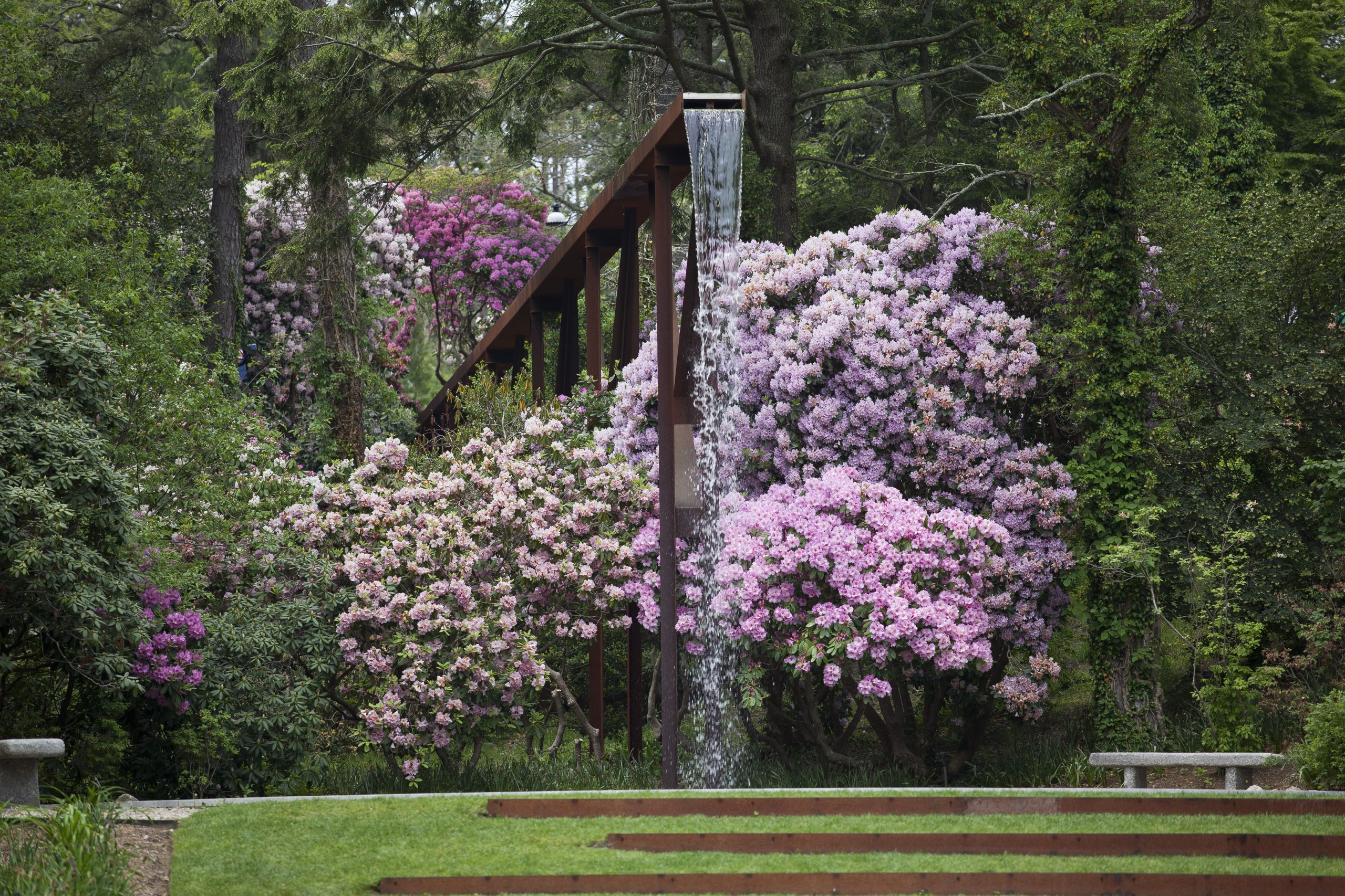 Rhododendron Festival 5/27 Heritage Museums & Gardens