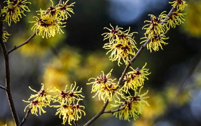 GARDENS | Heritage Museums & Gardens