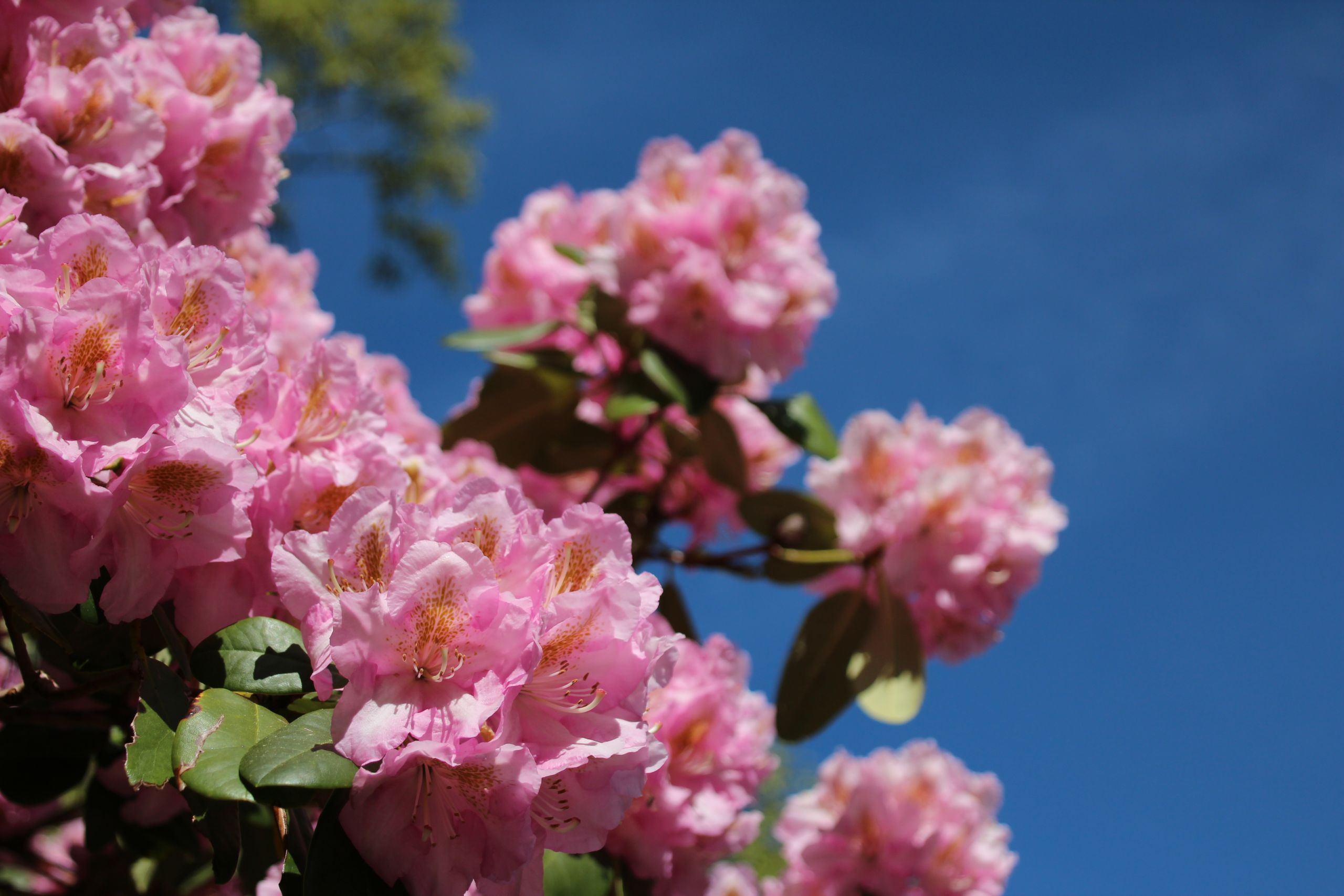 Daily Admissions - Heritage Museums & Gardens