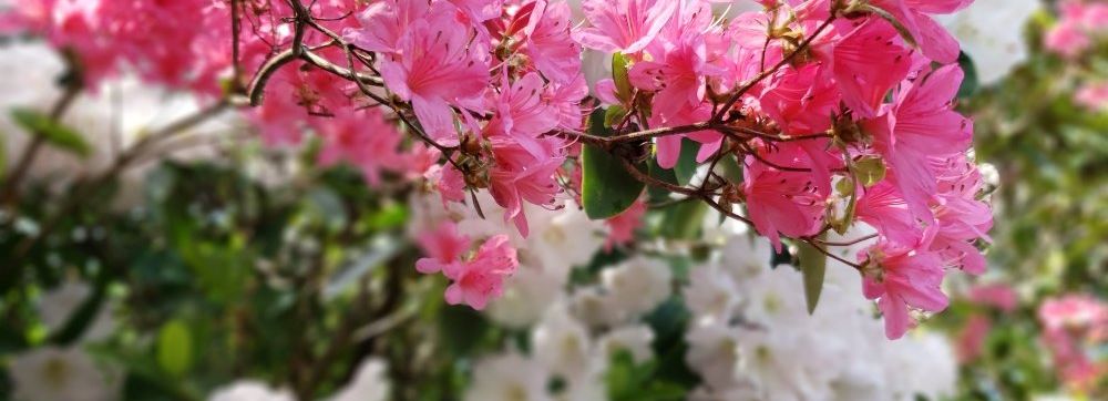 Dexter Rhododendron Garden