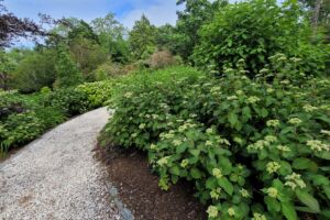 Hydrangea Test Garden