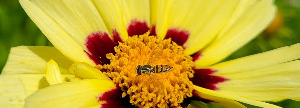 Yellow flower with Bee
