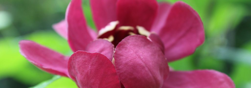 Pink flower