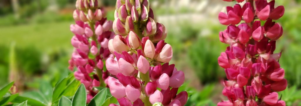 Lupin in bloom