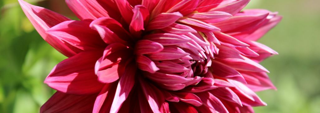 Dahilla