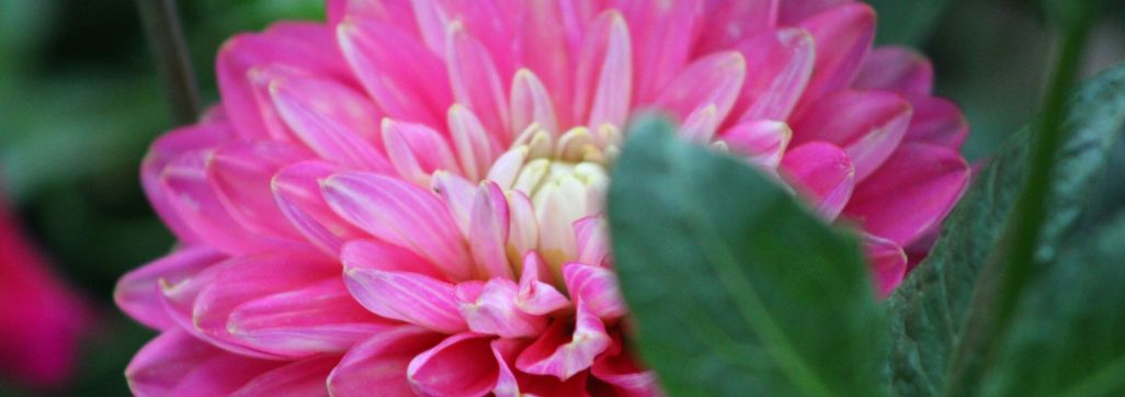 Pink flowers