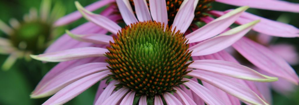 Cone flower