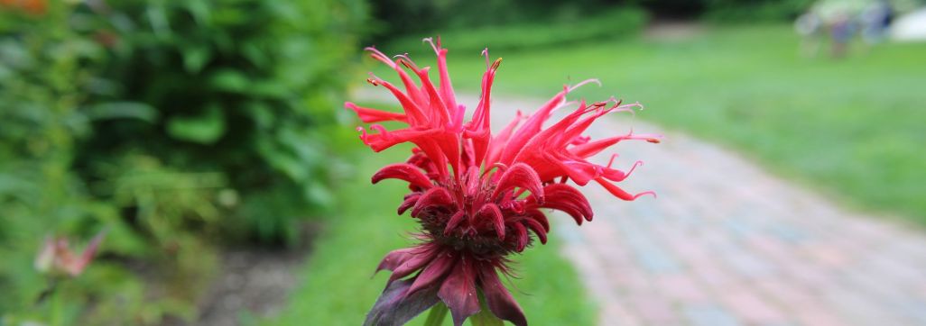 Beebalm