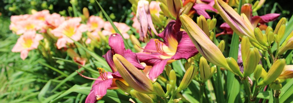 daylillies