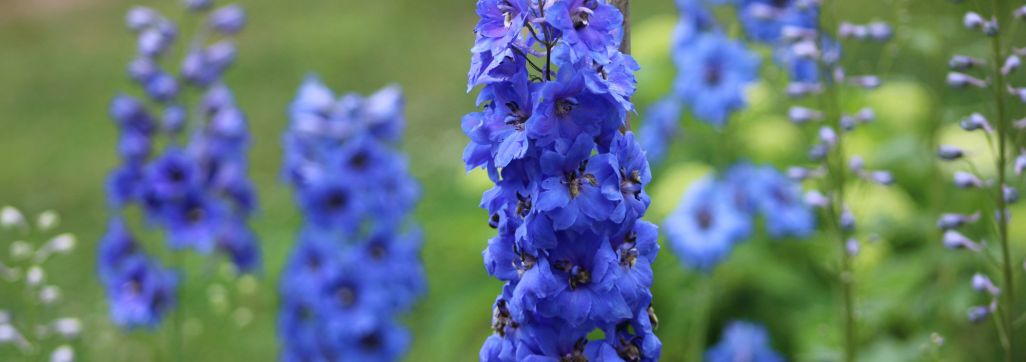Blue flowers