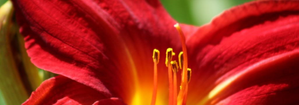 Daylily
