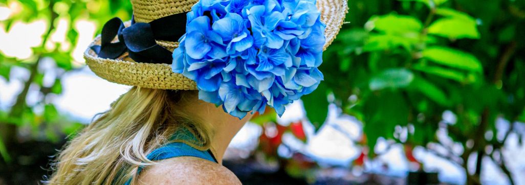 Hydrangea in hat