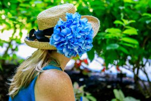 Hydrangea in hat