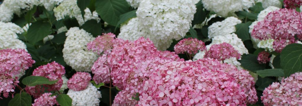 Red and white Hydrangea