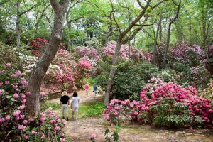 Rhododendron at Heritage