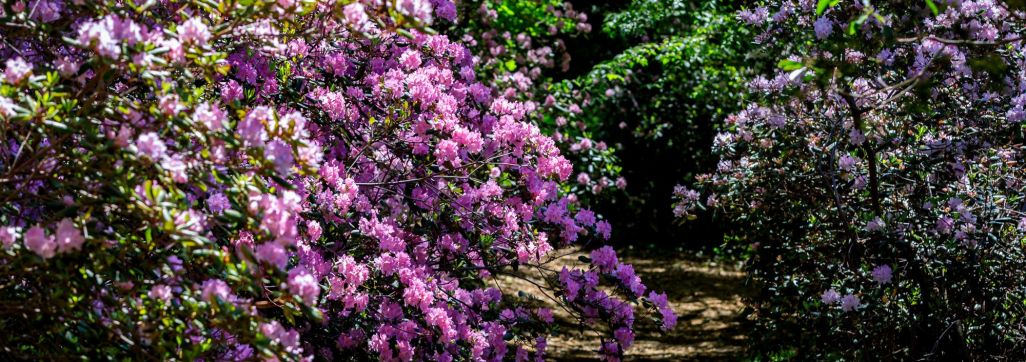 Rhododendron in spring