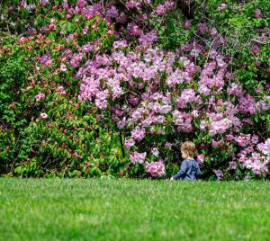 Rhododendrons and child