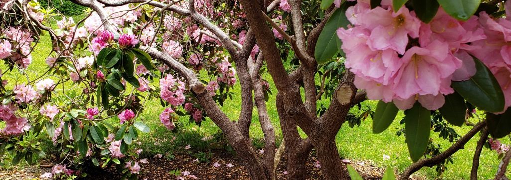 Rhododendron at Heritage