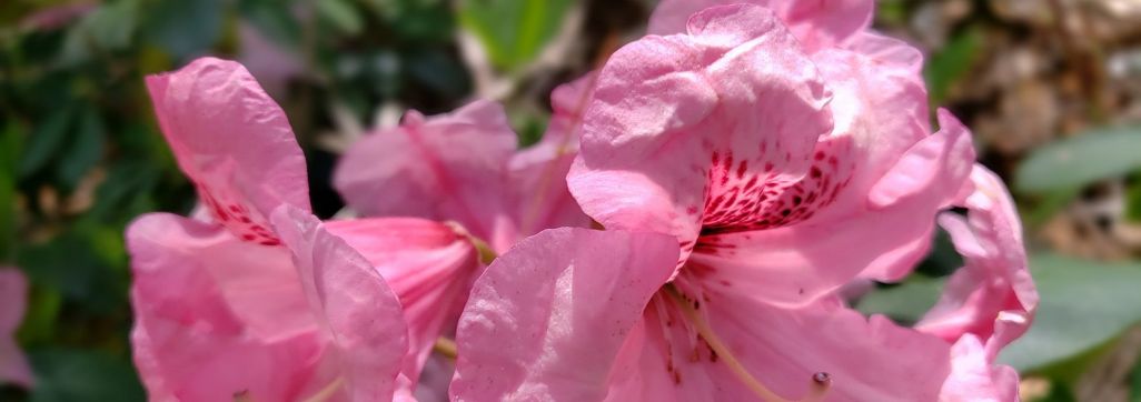 Rhododendron
