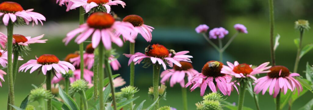Cone Flowers and Bees