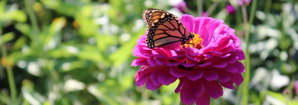 Butterfly on zinnia