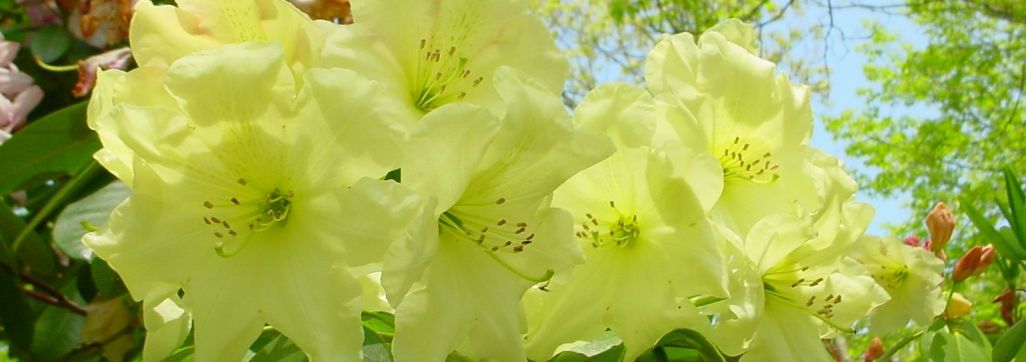 Dexter Rhododendron Garden